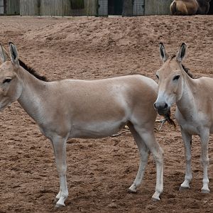 Persian Onager