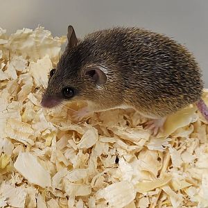 Southern African spiny mouse