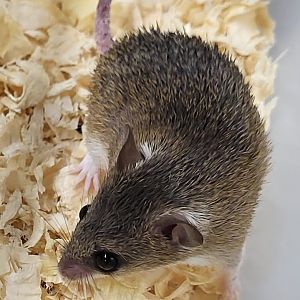 Southern African spiny mouse