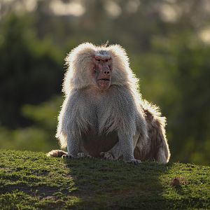 Hamadryas Baboon