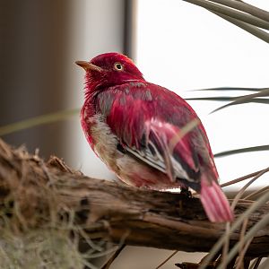 Pompadour Cotinga