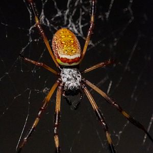 Golden Orb Weaver