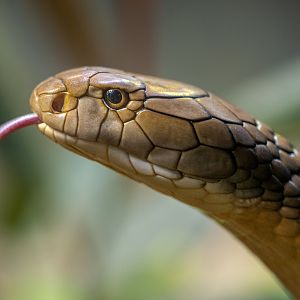 King Cobra
