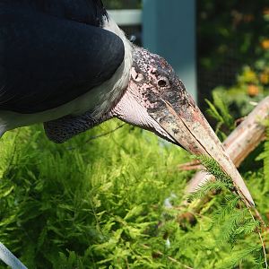 Marabou (Leptoptilos crumenifer), 2022-08-16