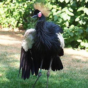 Western black-crowned crane (Balearica pavonina pavonina), 2022-08-16