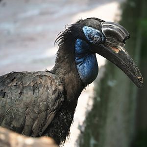 Abyssinian ground hornbill (Bucorvus abyssinicus), 2022-08-16