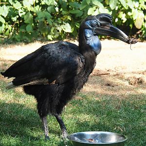 Abyssinian ground hornbill (Bucorvus abyssinicus), 2022-08-16