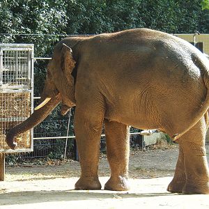 Adolescent bull Asian elephant (Elephas maximus), 2022-08-16