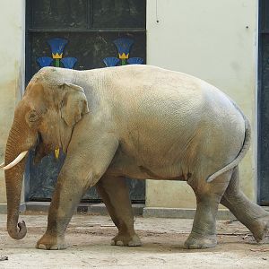 Adolescent bull Asian elephant (Elephas maximus), 2022-08-16