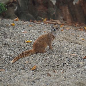Yellow mongoose (Cynictis penicillata), 2022-08-16