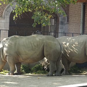 Southern white rhinoceroses (Ceratotherium simum simum), 2022-08-16