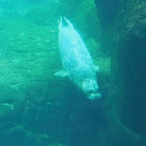 Eastern Atlantic harbour seal (Phoca vitulina vitulina) underwater, 2022-08-16