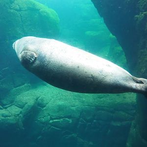 Eastern Atlantic harbour seal (Phoca vitulina vitulina) underwater, 2022-08-16