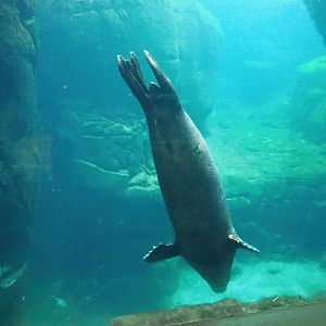 Eastern Atlantic harbour seal (Phoca vitulina vitulina) underwater, 2022-08-16