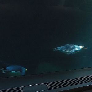 King penguins (Aptenodytes patagonicus) underwater, 2022-08-16