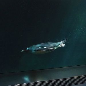 Subantarctic gentoo penguin (Pygoscelis papua papua) underwater, 2022-08-16