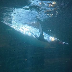 Diving King penguin (Aptenodytes patagonicus) underwater, 2022-08-16
