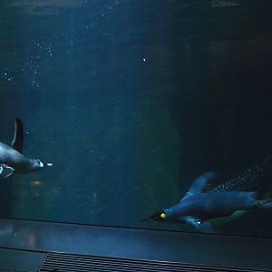 Subantarctic gentoo penguin (Pygoscelis papua papua) and King penguin (Aptenodytes patagonicus) underwater, 2022-08-16