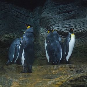 King penguins (Aptenodytes patagonicus), 2022-08-16