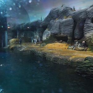 Subantarctic penguin exhibit, 2022-08-16