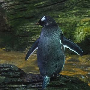 Subantarctic gentoo penguin (Pygoscelis papua papua), 2022-08-16