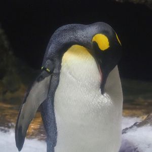 King penguin (Aptenodytes patagonicus), 2022-08-16