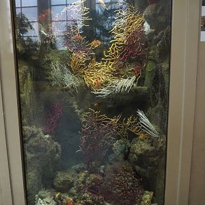 Snipefish, boarfish and marine invertebrate tank in the entrance hall of the aquarium, 2022-08-16