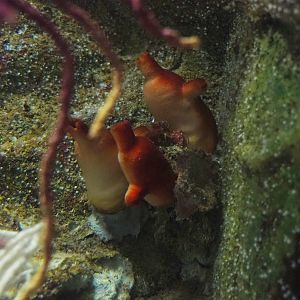 Red sea squirts (Halocynthia papillosa), 2022-08-16
