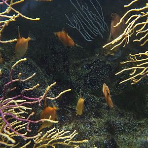 Boarfish (Capros aper), 2022-08-16