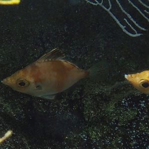 Boarfish (Capros aper), 2022-08-16