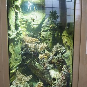 Tank with Banggai cardinalfish, razorfish, filefish and marine invertebrates in the entrance hall of the aquarium, 2022-08-16