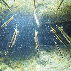 Jointed razorfish (Aeoliscus strigatus), 2022-08-16