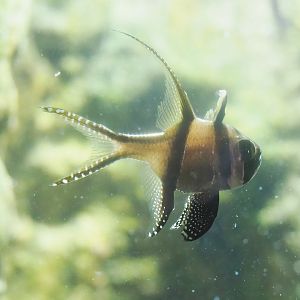 Banggai cardinalfish (Pterapogon kauderni), 2022-08-16