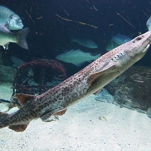 Nursehound (Scyliorhinus stellaris), 2022-08-16
