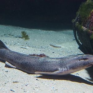 Nursehound (Scyliorhinus stellaris), 2022-08-16