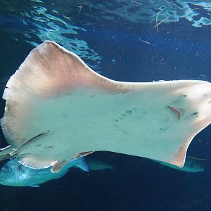 Undulate ray (Raja undulata), 2022-08-16