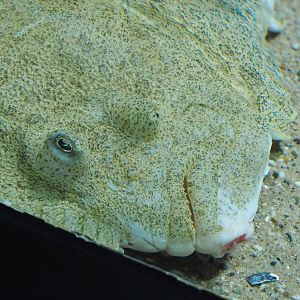 Turbot (Scophthalmus maximus), 2022-08-16