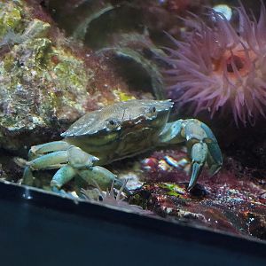 Green shore crab (Carcinus maenas), 2022-08-16