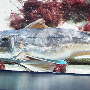 Tub gurnard (Chelidonichthys lucerna), 2022-08-16