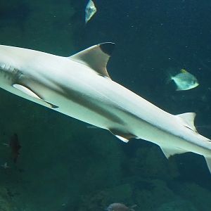 Blacktip reef shark (Carcharhinus melanopterus), 2022-08-16