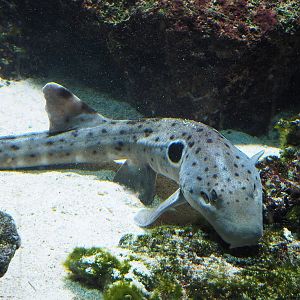 Epaulette shark (Hemiscyllium ocellatum), 2022-08-16