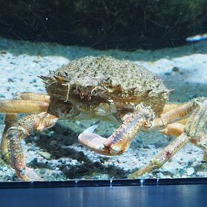 European spiny crab (Maja squinado), 2022-08-16