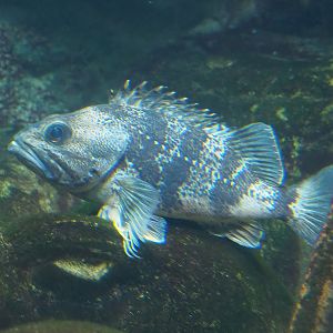 Bluemouth (Helicolenus dactylopterus), 2022-08-16