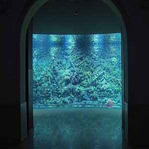 Living reef tank, 2022-08-16