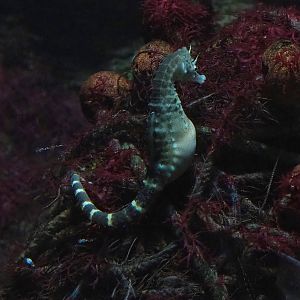 Pot-bellied seahorse (Hippocampus abdominalis), 2022-08-16