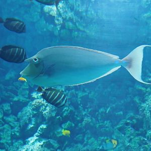 Bluespine unicornfish (Naso unicornis), 2022-08-16