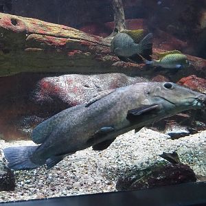 Bubu or Giraffe catfish (Auchenoglanis occidentalis), 2022-08-16