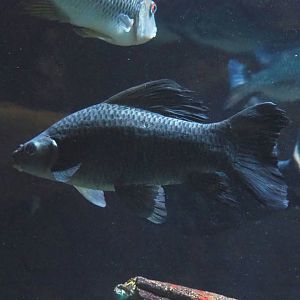 Giant black sharkminnow (Labeo chrysophekadion), 2022-08-16