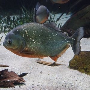 Red-bellied piranha (Pygocentrus nattereri), 2022-08-16