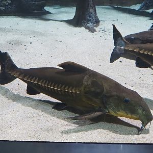 Ripsaw catfish (Oxydoras niger), 2022-08-16